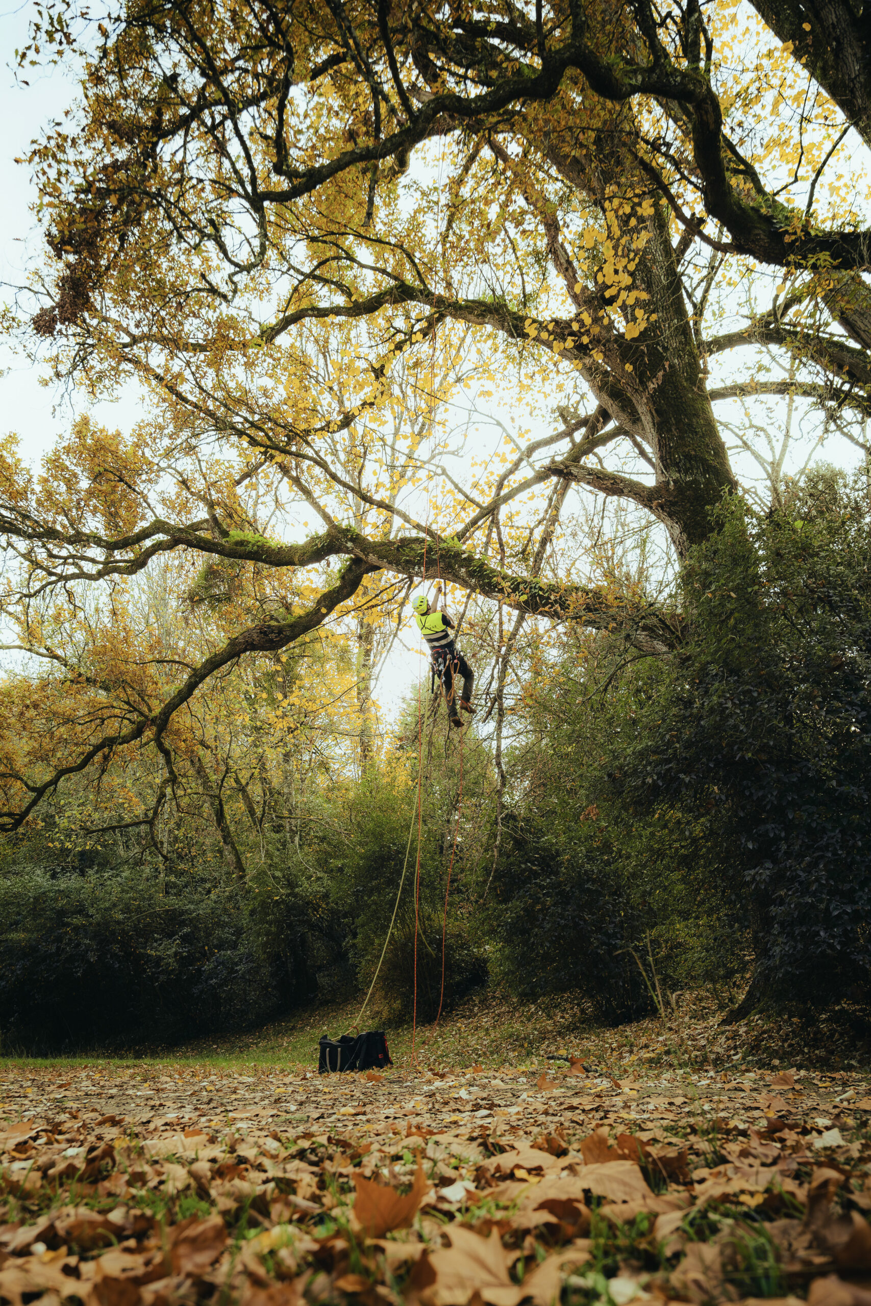 Rognage de souche - Arboriste grimpeur